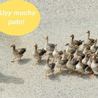 It’s a Jungle Out There: Animal Slang in&nbsp;Colombia